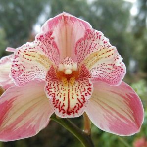 Cym. Appleby 'Royal Surprise' (Original Mother Plant Division)