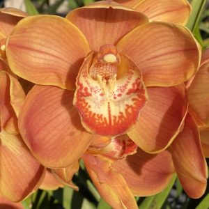 Karen's Treasure 'Prestige'