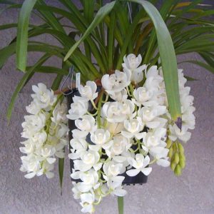 Cym. Mini Sarah 'Pearl Falls'