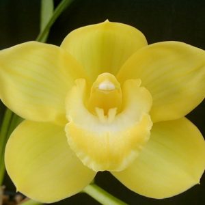 Cym. Gateway to Gold 'Anacapa'