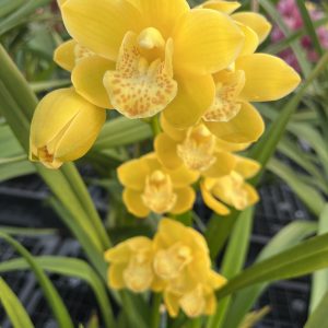 Cym. Blanche Ames 'Liz'