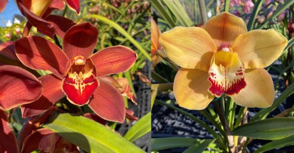 JLS-2107 Cym. (Ring of Fire 'Hatfields' 4N X Redondo Sunset 'Princess' 4N)