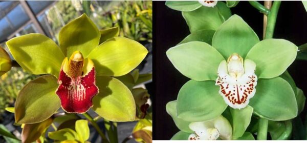 JLS-2109 Cym. (Boopedoop 'Calga' 4N X Lucky Shamrock 'Green Glen' 4N)