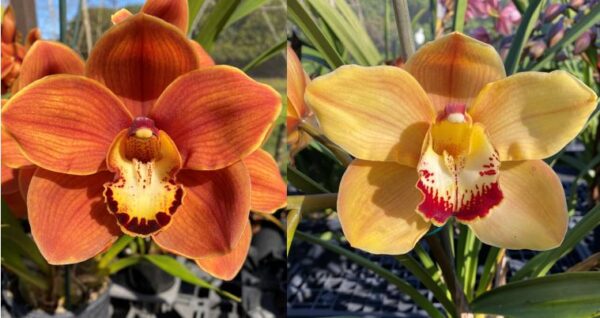 JLS-2112 Cym. (Don's Delight 'Superstar' 4N X Redondo Sunset 'Princess' 4N)