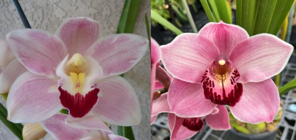 JLS-2122 Cym. (Hazel Tyers 'Santa Maria' 4N X Summer Rose 'Hatfields' 4N)