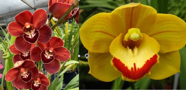 JLS-2123 Cym. (Hidden Treasure 'Goldmine' 4N X Coraki 'Margaret' 4N)