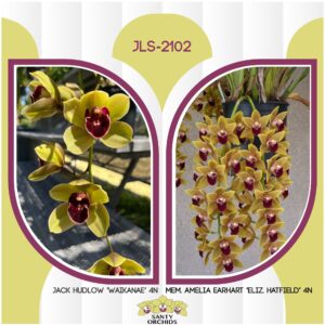 JLS-2102 Cym. Amelia Hudlow (Jack Hudlow 'Waikanae' 4N X Mem. Amelia Earhart 'Elizabeth Hatfield' 4N)