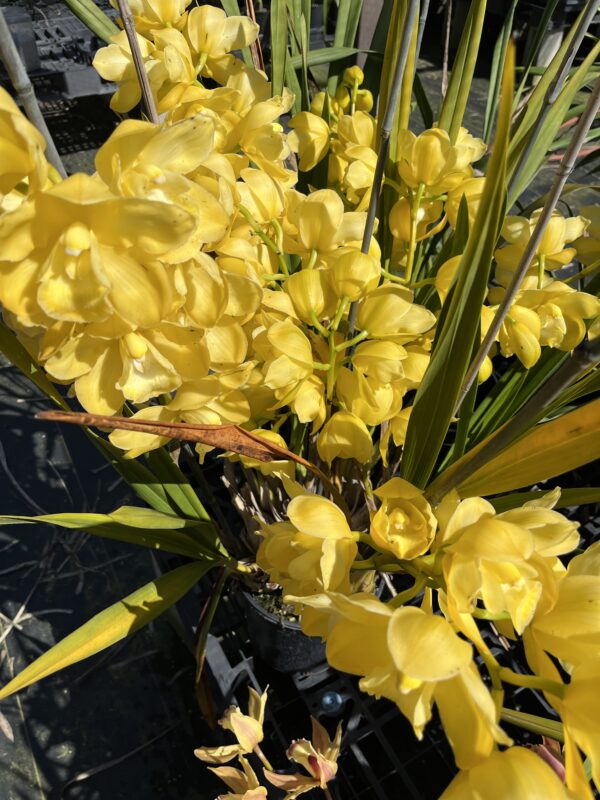 Cym. Sleeping Dawn 'Dos Pueblos Alba' 4N