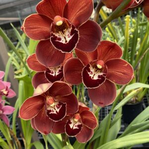 Cym. Hidden Treasure 'Goldmine'