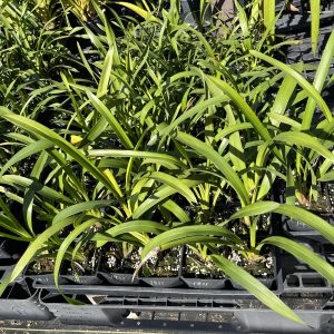 Unbloomed Seedlings – 3.5 inch pot