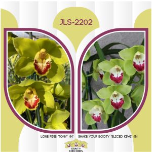 Cym. JLS-2202 (Lone Pine 'Tony' 4N X Shake Your Booty 'Sliced Kiwi' 4N)