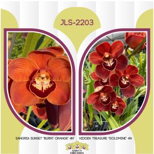 Cym. JLS-2203 Sangria Treasure 4N (Sangria Sunset 'Burnt Orange' 4N X Hidden Treasure 'Goldmine' 4N