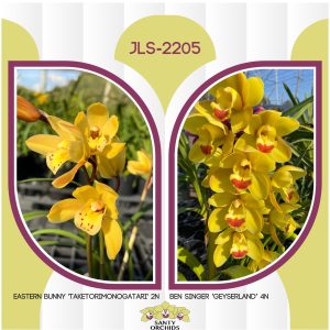 Cym. JLS-2205 (Eastern Bunny 'Taketorimonogatari' 2N X Ben Singer 'Geyserland' 4N)