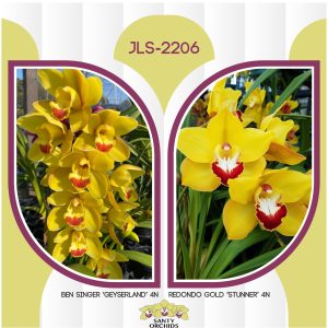 JLS-2206 (Ben Singer 'Geyserland' 4N X Redondo Gold 'Stunner' 4N)