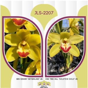 JLS-2207 (Ben Singer 'Geyserland' 4N X One Tree Hill 'Solstice Gold' 4N)