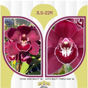 JLS-2211 Kati's Beauty 4N (Tathra 'Dark Beauty' 4N X Kati Dix 'Purple Haze' 4N)