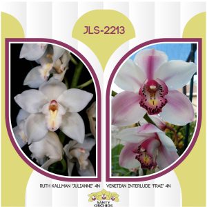 JLS-2213 (Ruth Kallman 'Julianne' 4N X Venetian Interlude 'Frae' 4N)