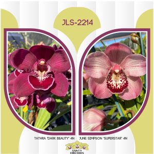 JLS-2214 (Tathra 'Dark Beauty' 4N X June Simpson 'Superstar' 4N)
