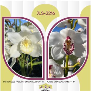 JLS-2216 (Portuguese Passion 'Snow Blossom' 4N X Joan's Charisma 'Vanity' 4N)