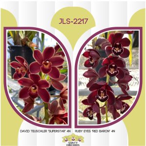 JLS-2217 (David Teuschler 'Superstar' 4N X Ruby Eyes 'Red Baron' 4N)