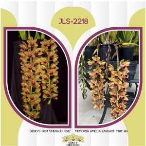 JLS-2218 (Geno's Gem 'Emerald Fire' FCC/AOS, S/CSA X Mem. Amelia Earhart 'FNR' 4N)