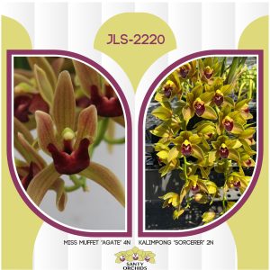 JLS-2220 (Miss Muffet 'Agate' 4N X Kalimpong 'Sorcerer' 2N)